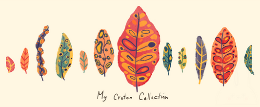 Croton Collection